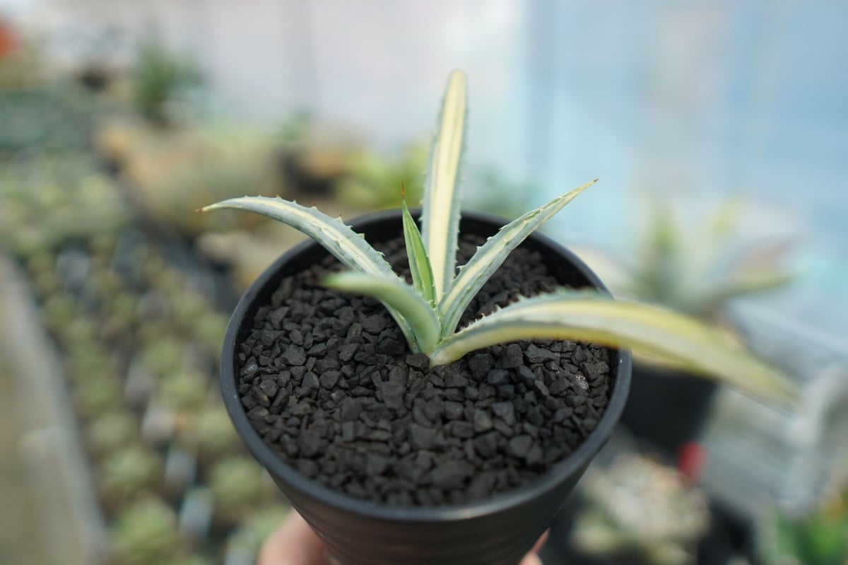 アガベ マクロアカンサ錦 Agave macroacantha variegata NO.1