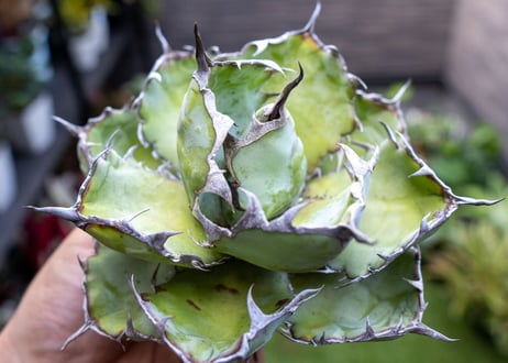 Agave B&B A NO.3