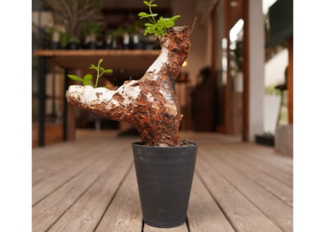 コミフォラ オルビクラリス　commiphora orbicularis