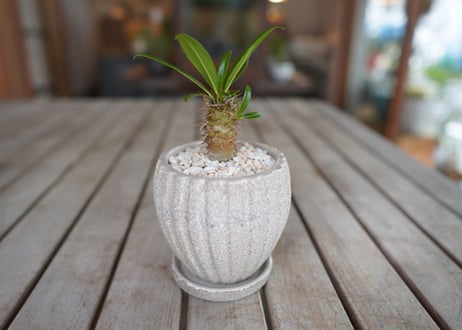 パキポディウム　​フィヘレネンセ　Pachypodium lamerei var. fiherenense