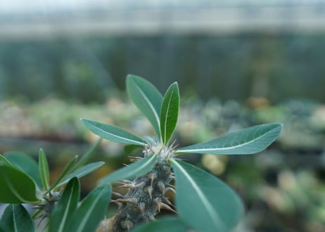 パキポディウム　伊藤ハイブリッド　Pachypodium 'Itoh Hybrid'