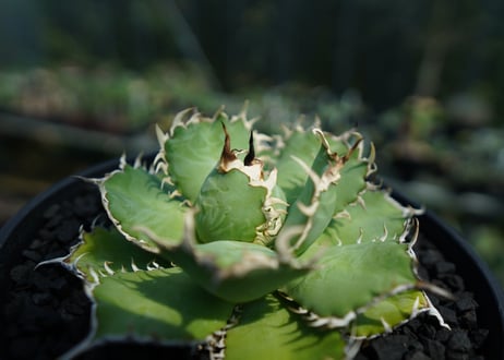 アガベ　チタノタ　フィリグリー　agave titanota filigree　No.2