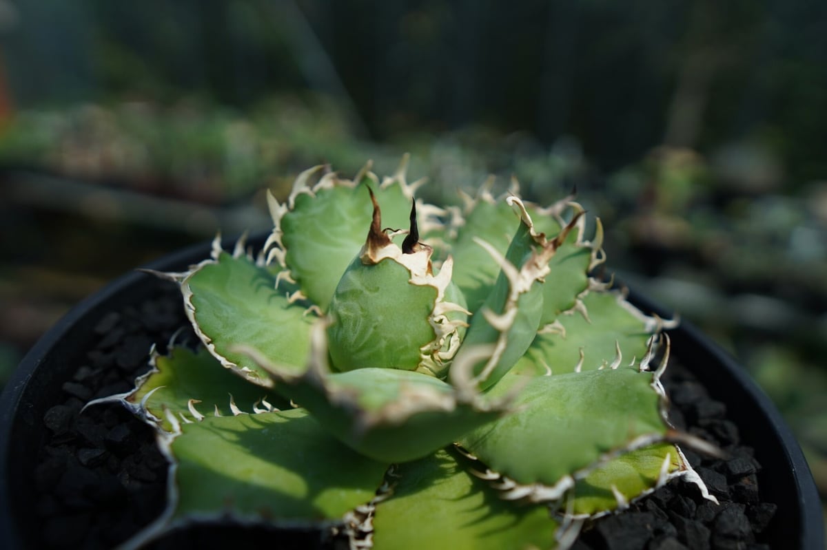 アガベ チタノタ フィリグリー agave titanota filigree No.2 |