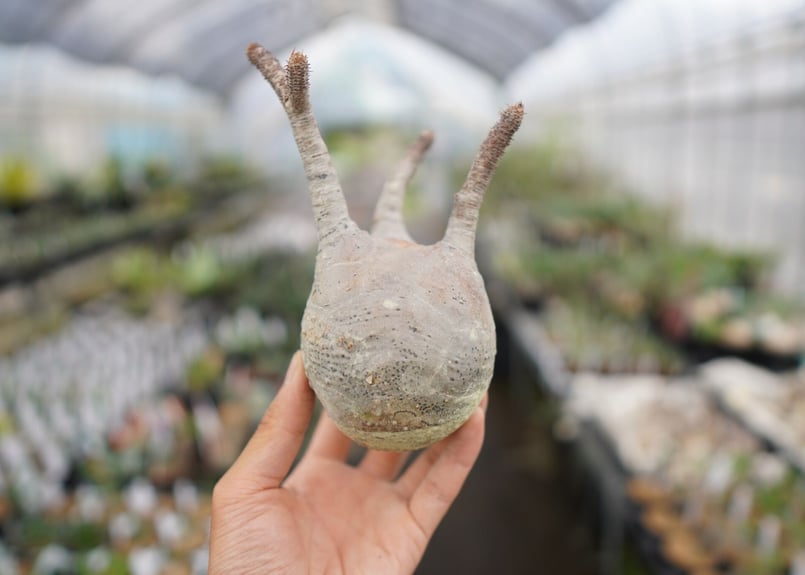 パキポディウムグラキリス49 感謝SALE☆早い者勝ち】 パキポディウム