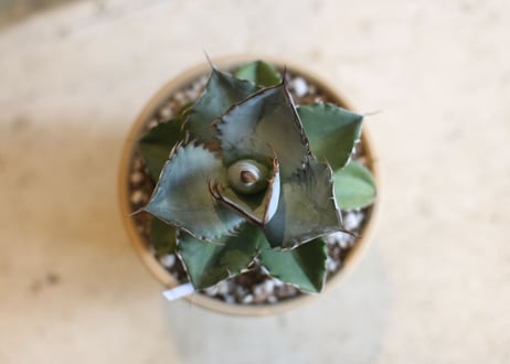Agave titanota whiteice