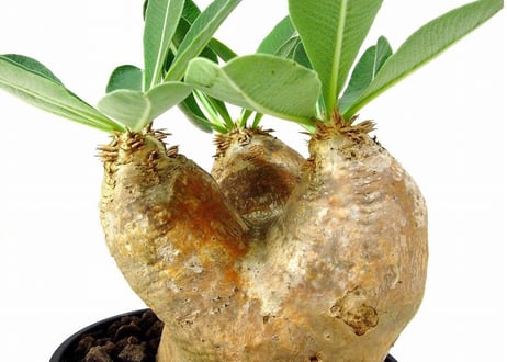 Pachypodium eburneum 　パキポディウム エブレネウム №2