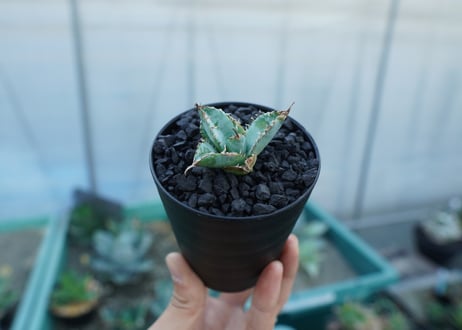 アガベ　チタノタ　ライオンズメーン　Agave titanota Lion's Mane