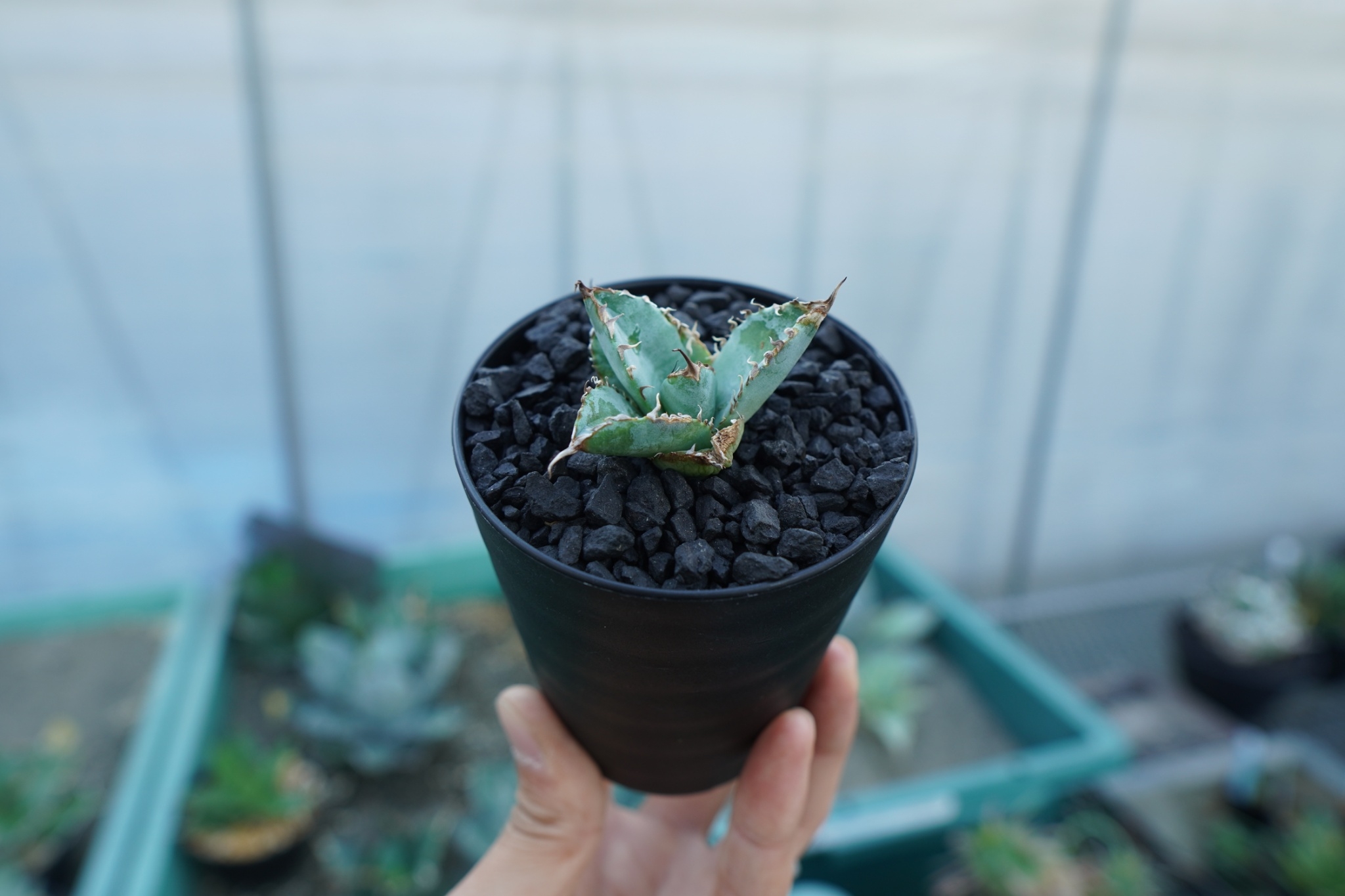 アガベ チタノタ ライオンズメーン Agave titanota Lion's Mane |