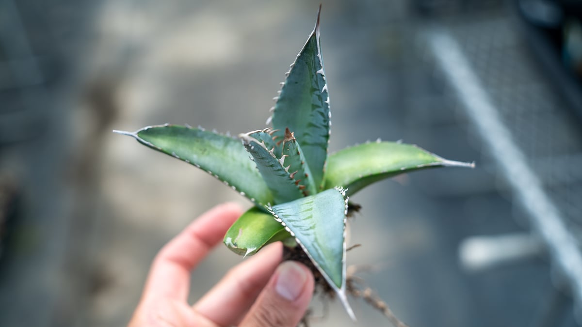 アガベ 帝釈天 カキコ株 | mana's farm:塊根植物・アガベ・ドライ