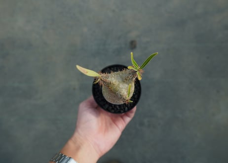 パキポディウム　グラキリス　Pachypodium gracilius　No.5