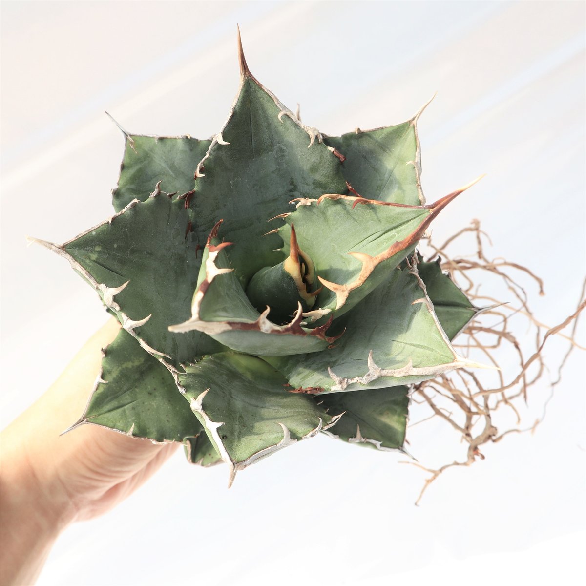 Agave titanota FO-76 compacta dwarf no.3 | man