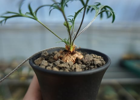 ペラルゴニウム　ビオリフロルム　Pelargonium violiflorum　C13