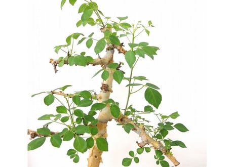 Commiphora kataf　 コミフォラ　カタフ