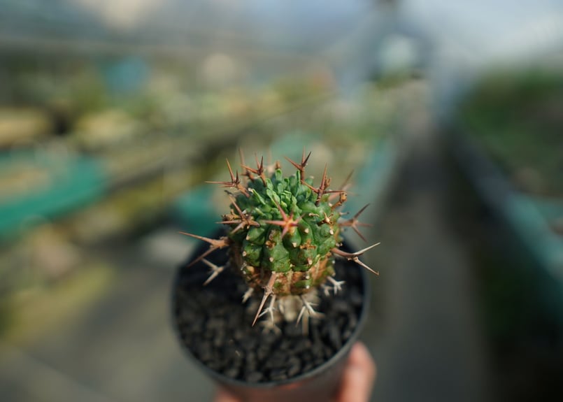 ユーフォルビア 群星冠 Euphorbia stellispina No.2 | mana'