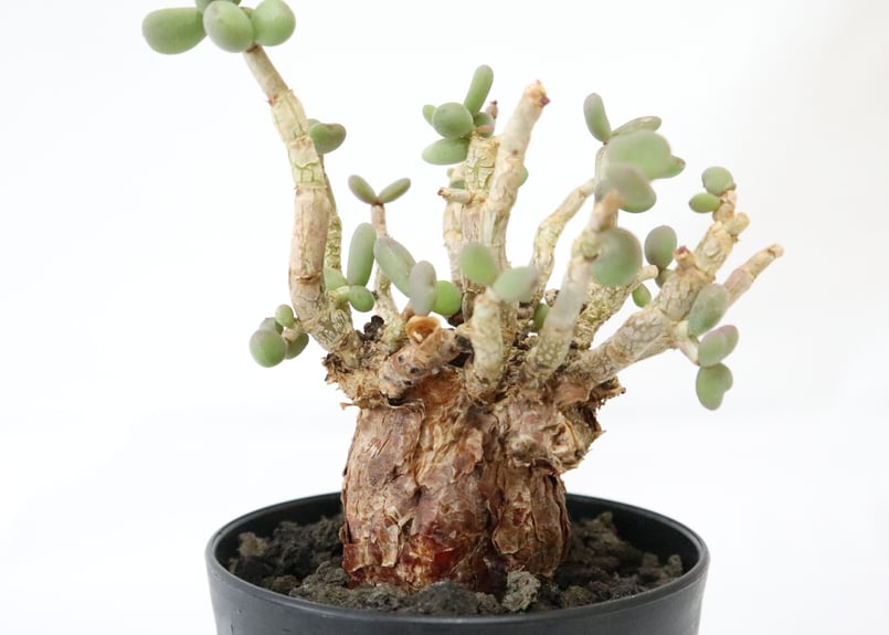 ケラリア ピグマエア | mana's farm:塊根植物・アガベ・ドライガーデン