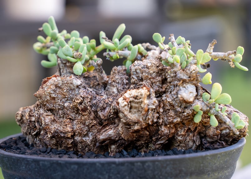 ケラリア ピグマエア | mana's farm:塊根植物・アガベ・ドライガーデン