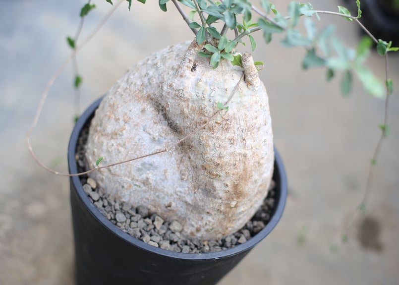 フォッケア　エデュリス　大株 植物】フォッケア・エデュリス【A72】 Fockea edulis | プラント