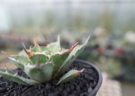 agave titanota 獅子光　Lion light　No.2