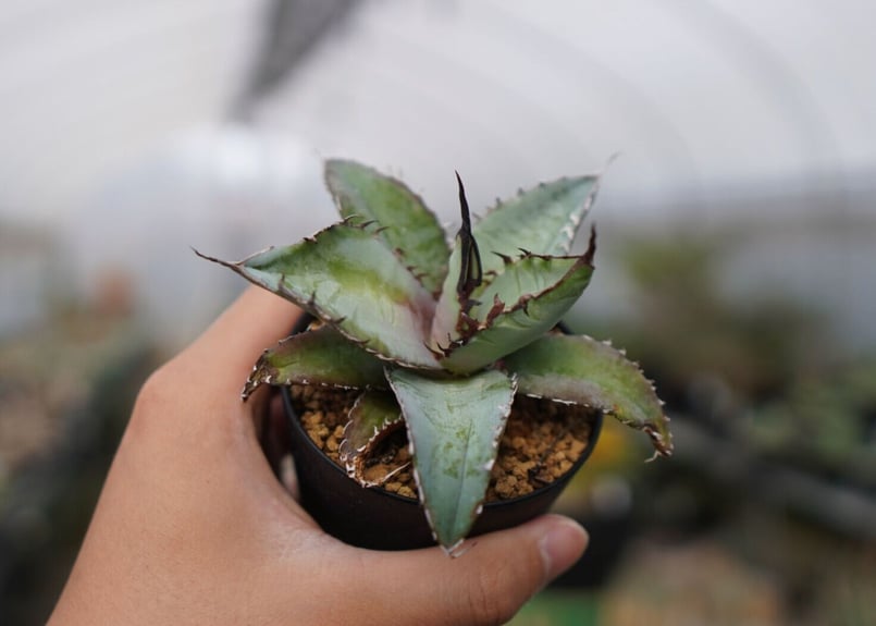 アガベ チタノタ ブルー NO.1 | mana's farm:塊根植物・アガベ