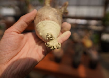パキポディウム　グラキリス　Pachypodium gracilius　抜き苗　№36