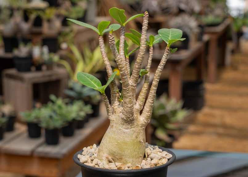 アデニウム アラビカム | mana's farm:塊根植物・アガベ・ドライ