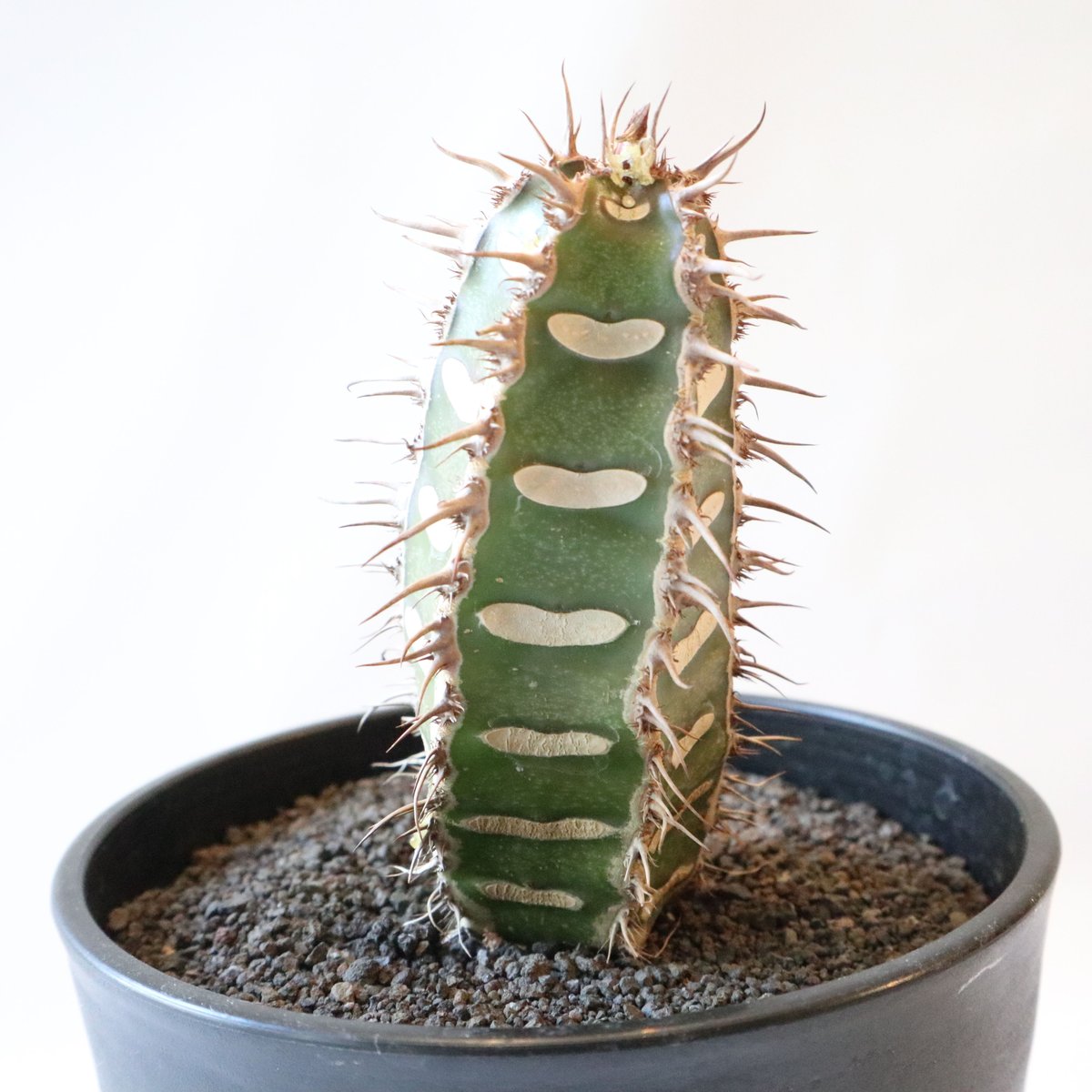 ユーフォルビア ビグエリー | mana's farm:塊根植物・アガベ・ドライ