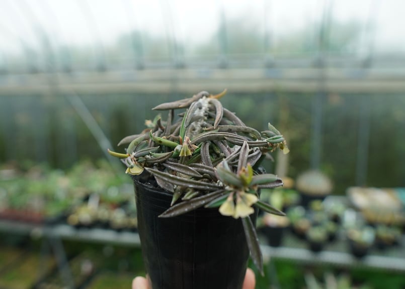 ユーフォルビア キリンドリフォリア Euphorbia cylindrifolia | man