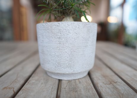 ユーフォルビア　 ロッシー Euphorbia rossii