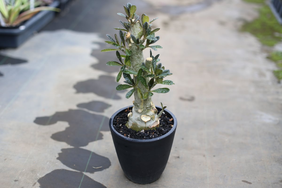 【超超希少種】 ドルステニア ギガス 種子　50粒 超超希少種】 ドルステニア ギガス 種子30粒