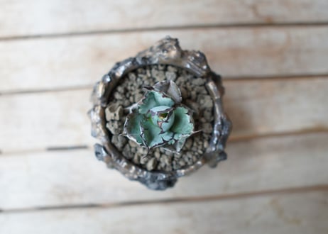 アガベ　チタノタ　 ブラックアンドブルー 　Agave titanota black and blue