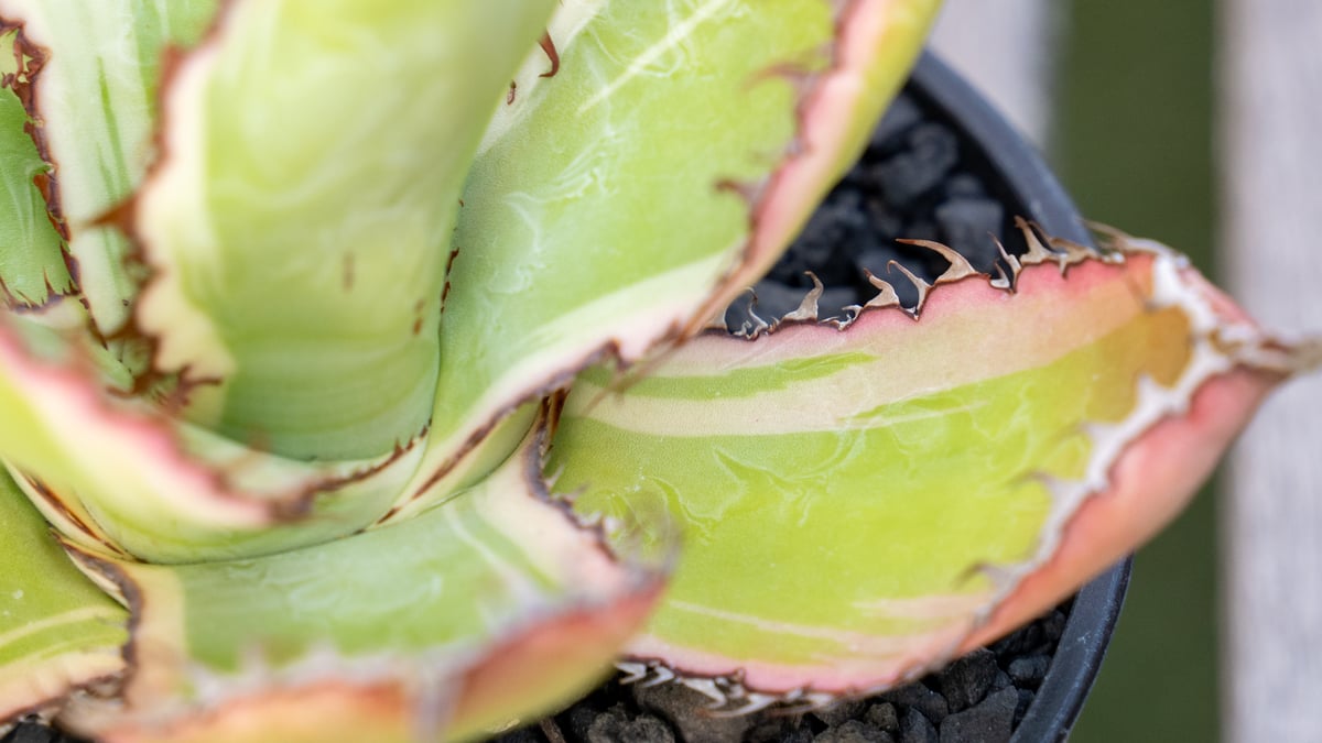 アガベ ボビコルヌータ 斑入り | mana's farm:塊根植物・アガベ