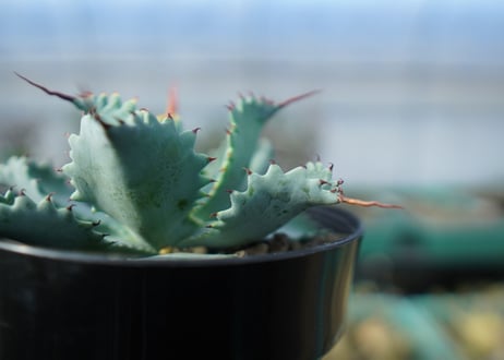 アガベ　ポタトラム　”スポーン”　agave potatorum "spawn" A7