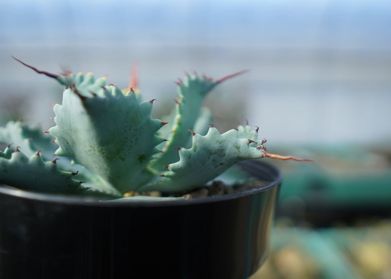 ナッツ様ご確認用アガベ　ポタトラム　スポーン　24cm アガベ ポタトラム スポーン004 Agave Potatorum 'SPAWN' | Sun