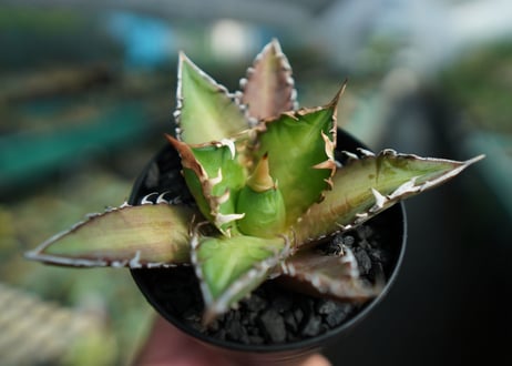 アガベ　チタノタ　レッドキャットウィーズル　Agave titanota Red catweezle　No.9
