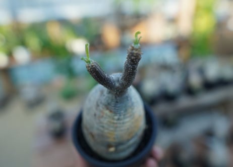 【未発根】パキポディウム　グラキリス　 Pachypodium Gracilius  No.26