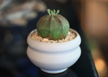 ユーフォルビア オベサ　Euphorbia obesa