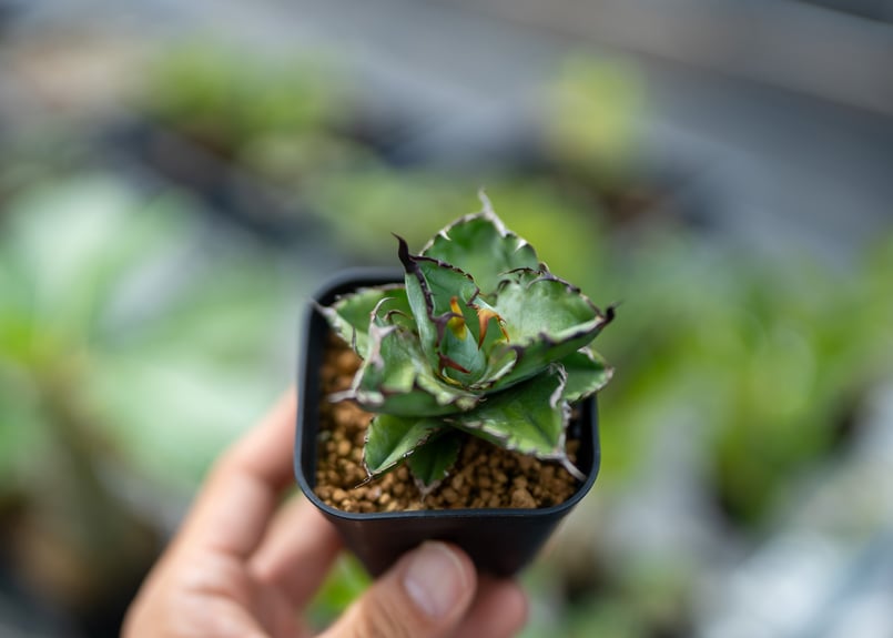 アガベ ブラックアンドブルー 沖縄実生 | mana's farm:塊根植物