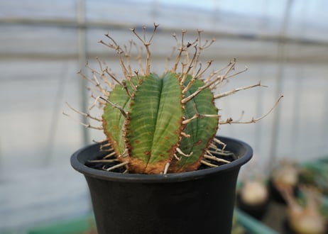 ユーフォルビア　スーパーバリダ　Euphorbia super valida  No.2