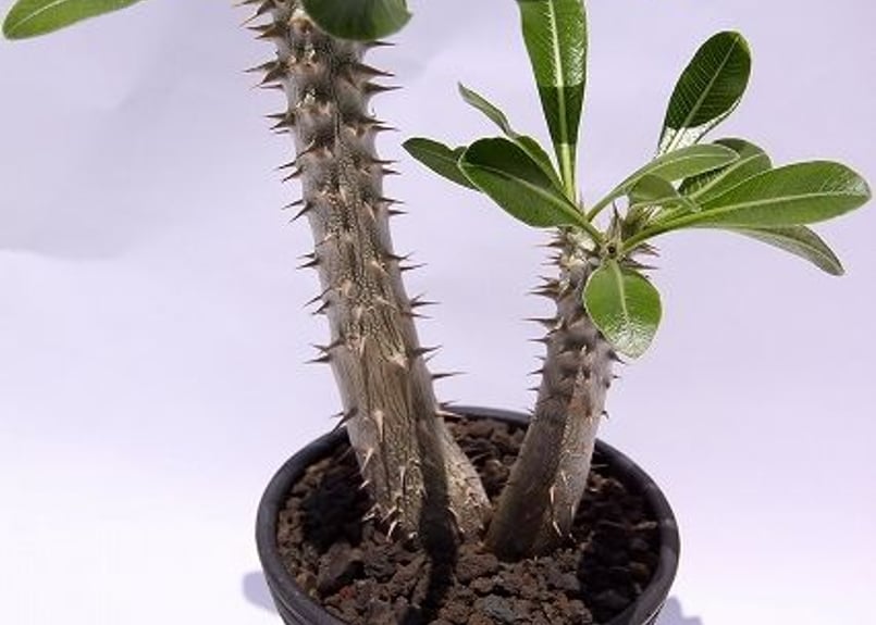 パキポディウム タッキー | mana's farm:塊根植物・アガベ