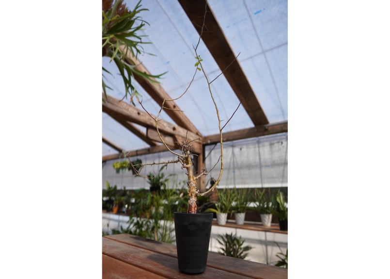 コミフォラ ミルラ | mana's farm:塊根植物・アガベ・ドライガーデン