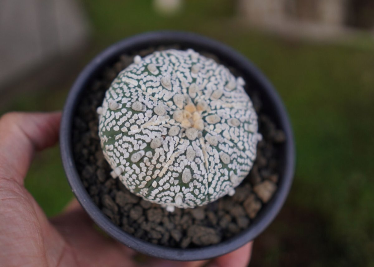Astrophytum asterias 'Zebra Super'兜 アストロフィツム スーパー兜 Vタイプ 4 Astrophytum asterias