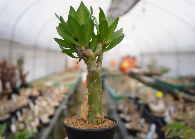 極太　チレコドン　パニクラーツス　阿房宮　冬型コーデックス　塊根植物 観葉植物 fit=scale-down,w=1200