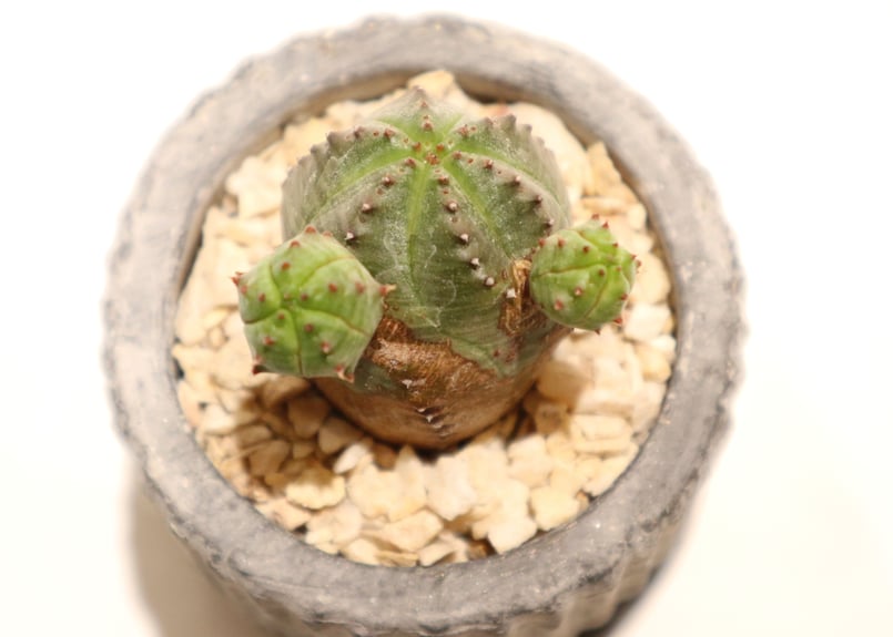 オベサ ブロウ | mana's farm:塊根植物・アガベ・ドライガーデン植物