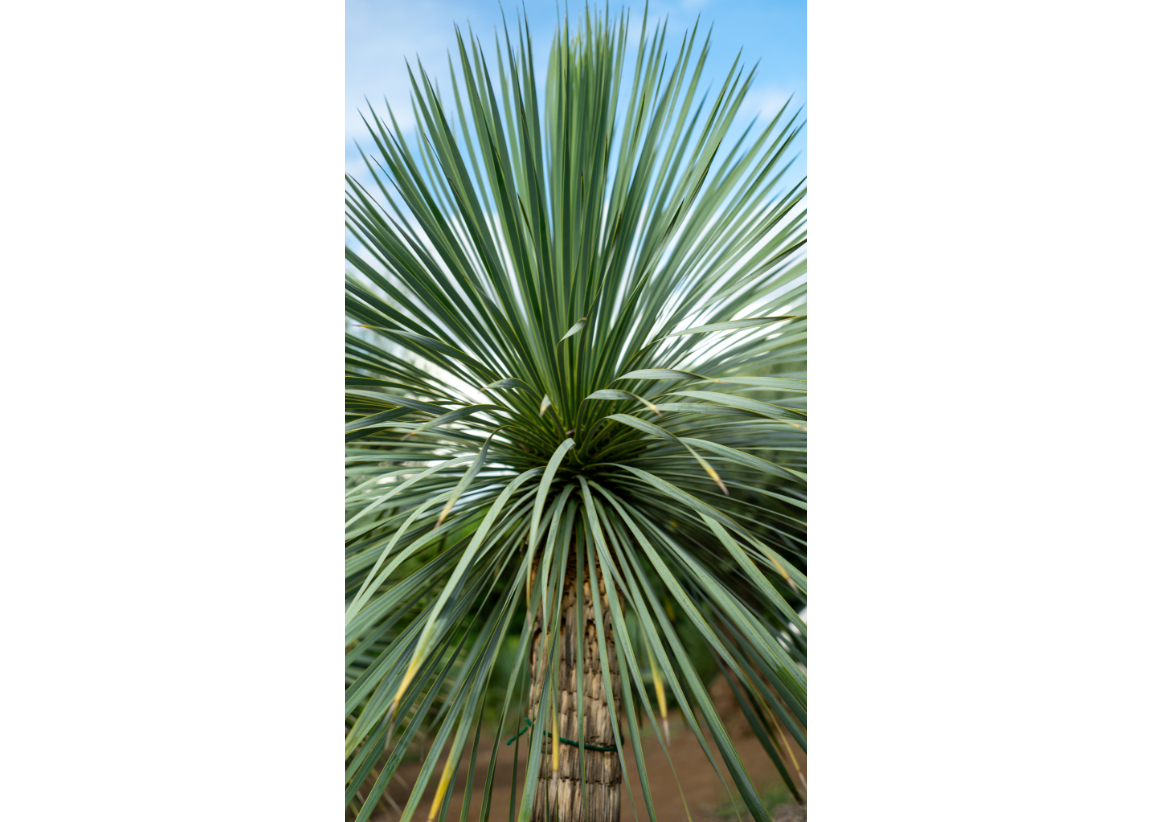 極上株】ロストラータ｜抜群のブルー＆完璧な根張り／一点物 | mana's