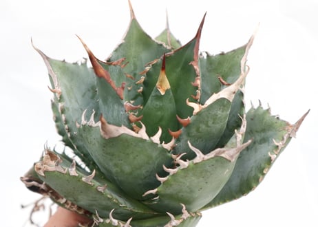 Agave titanota FO-76 dwarf  compacta