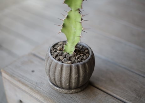 ユーフォルビア 大雲閣　Euphorbia acrurensis
