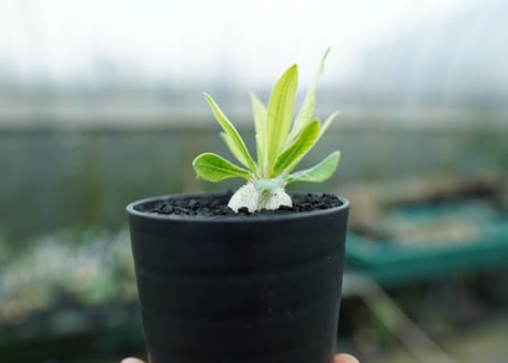 パキポディウム　恵比寿笑い　Pachypodium brevicaule　No.2