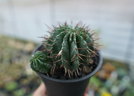 ユーフォルビア　ホリダ　Euphorbia horrida　No.2