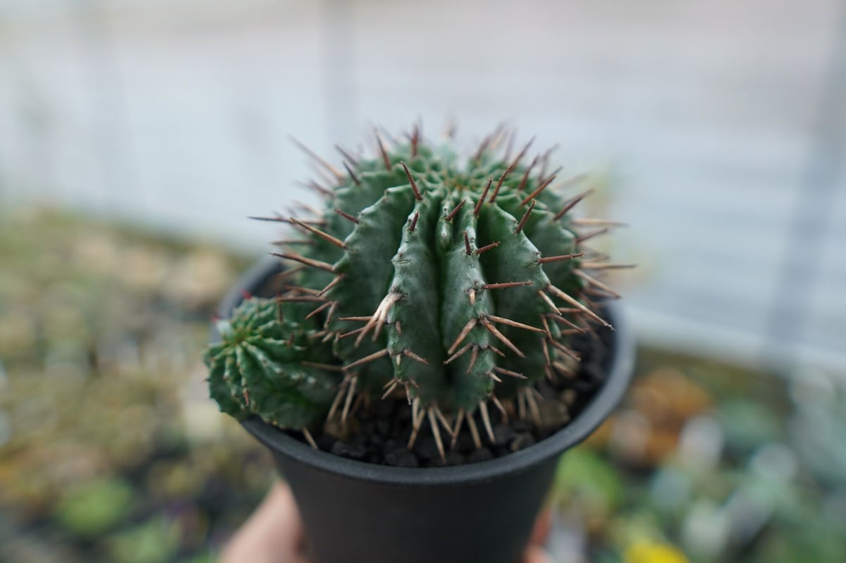 ユーフォルビア ホリダ Euphorbia horrida No.2 | mana's far