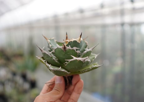 Agave titanota FO-76  D NO.3